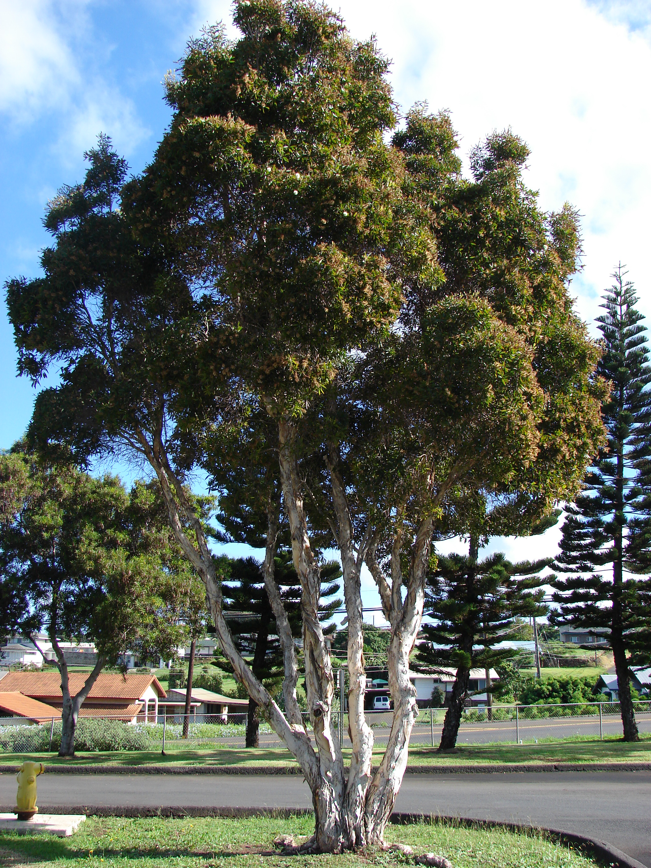 Melaleuca quinquenervia